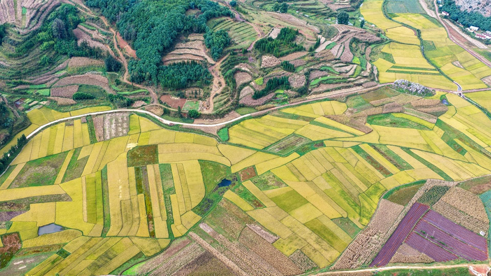 云南曲靖：打開(kāi)秋日大地“調(diào)色盤”